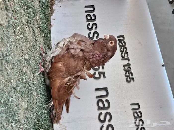 فرايد حمام زينه عرض مغري (( تم البيع )) 6