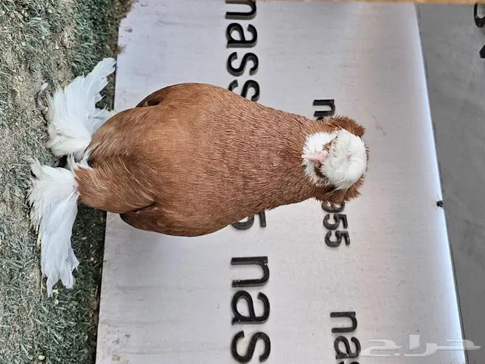 فرايد حمام زينه عرض مغري (( تم البيع )) 0