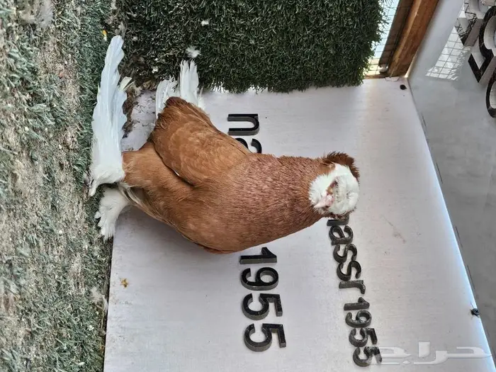 فرايد حمام زينه عرض مغري (( تم البيع )) 1