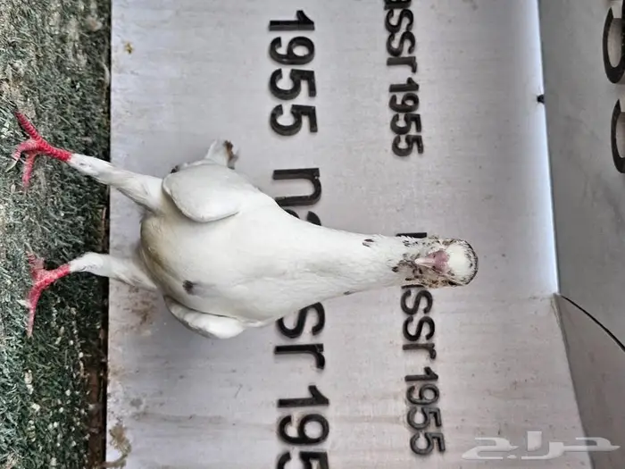 فرايد حمام زينه عرض مغري (( تم البيع )) 13