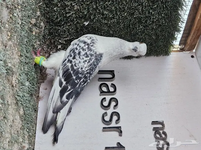 فرايد حمام زينه عرض مغري (( تم البيع )) 10