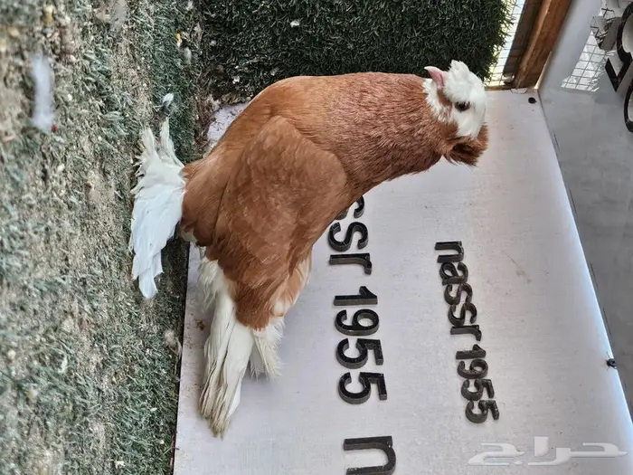 فرايد حمام زينه عرض مغري (( تم البيع )) 2