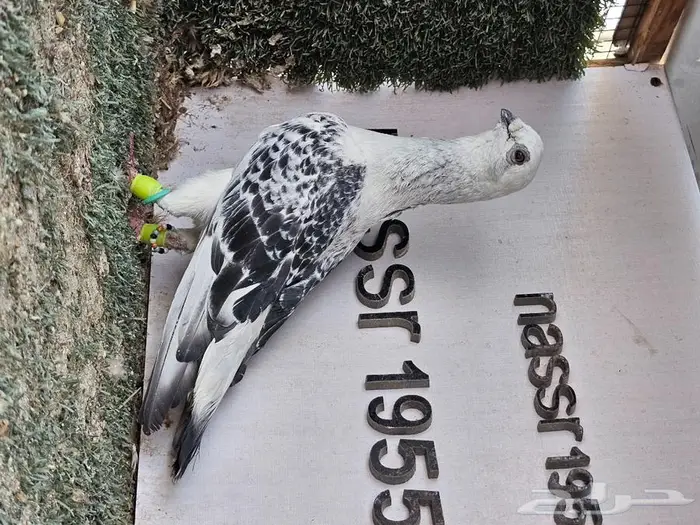 فرايد حمام زينه عرض مغري (( تم البيع )) 9