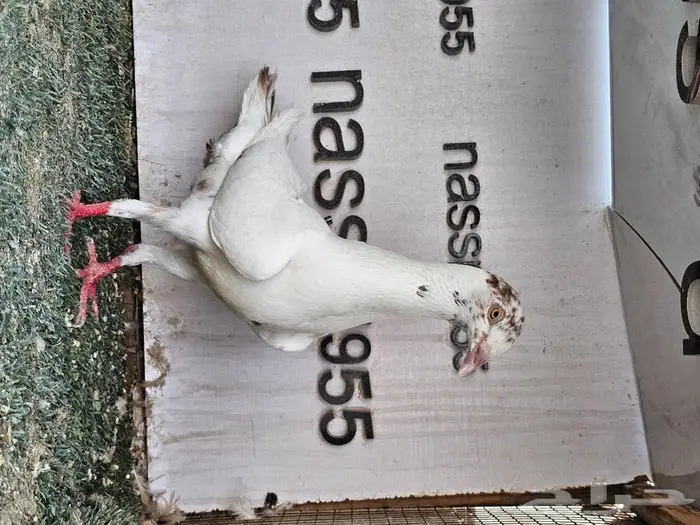 فرايد حمام زينه عرض مغري (( تم البيع )) 14