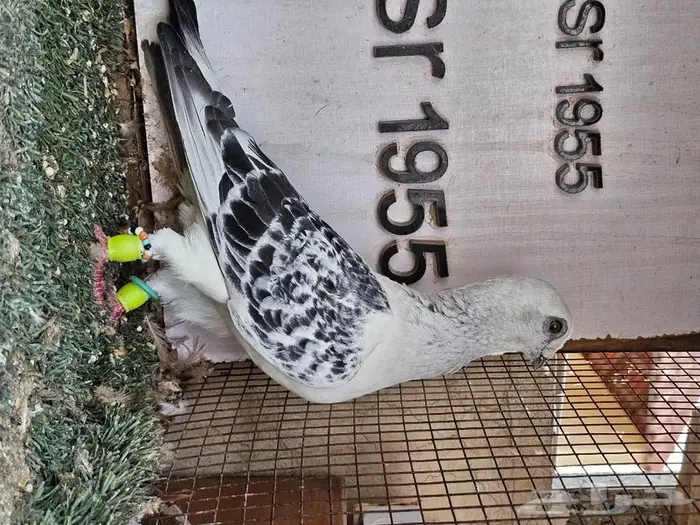 فرايد حمام زينه عرض مغري (( تم البيع )) 11