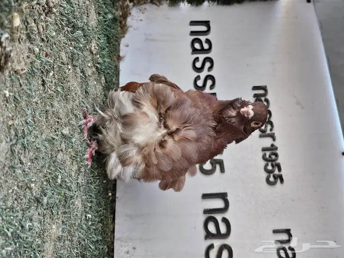 فرايد حمام زينه عرض مغري (( تم البيع )) 7