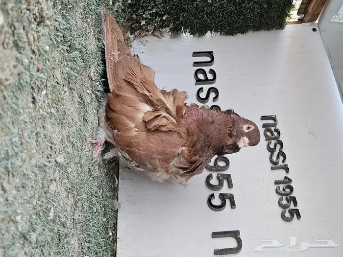 فرايد حمام زينه عرض مغري (( تم البيع )) 8