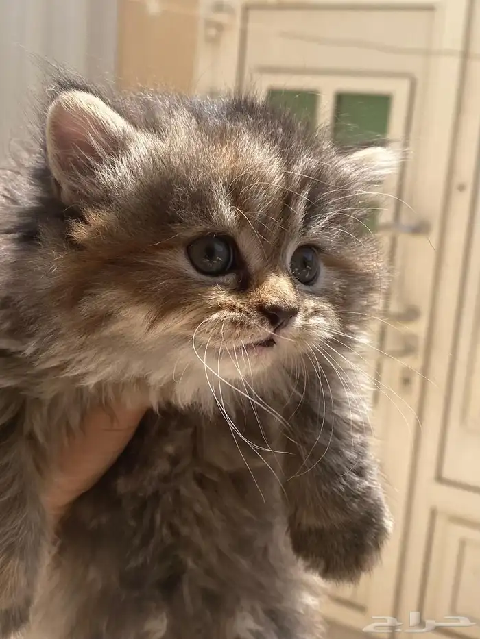 قطط سكوتش لونق هير 0