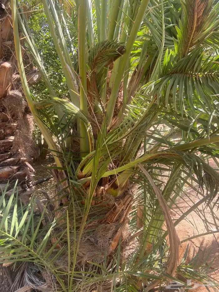 حلوه فنخاء خلاص برحي 0