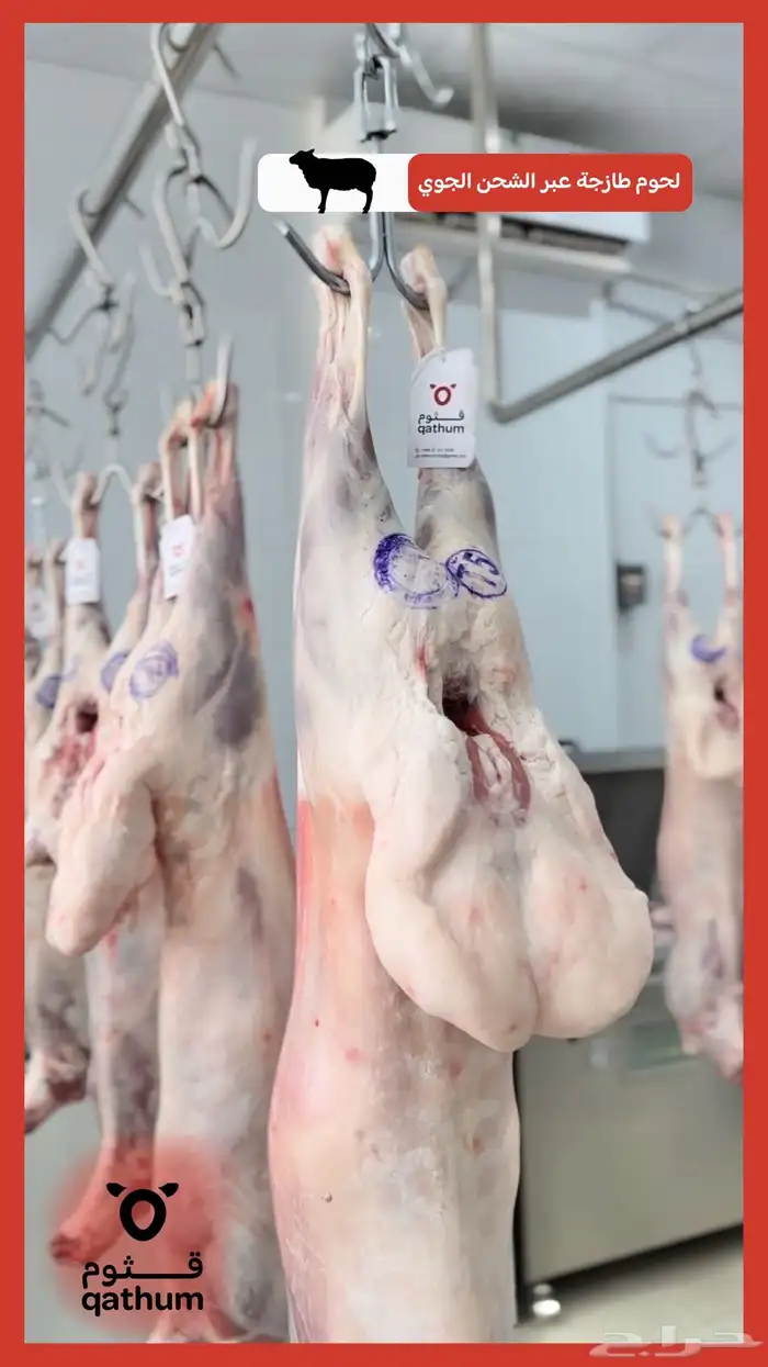 ذبائح نعيمي وتيوس وسواكني جذع ولباني وحاشي وعجل 0