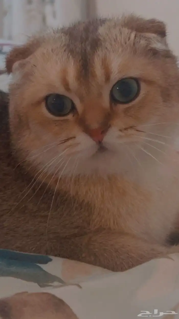 قط سكوتش للتزاوج 3