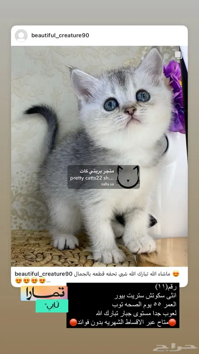 سكوتش ستريت قطط قطه قطوه قطو كيتن قط برتش cat 2