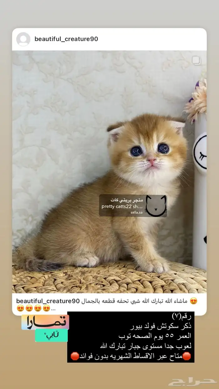 سكوتش ستريت قطط قطه قطوه قطو كيتن قط برتش cat 5