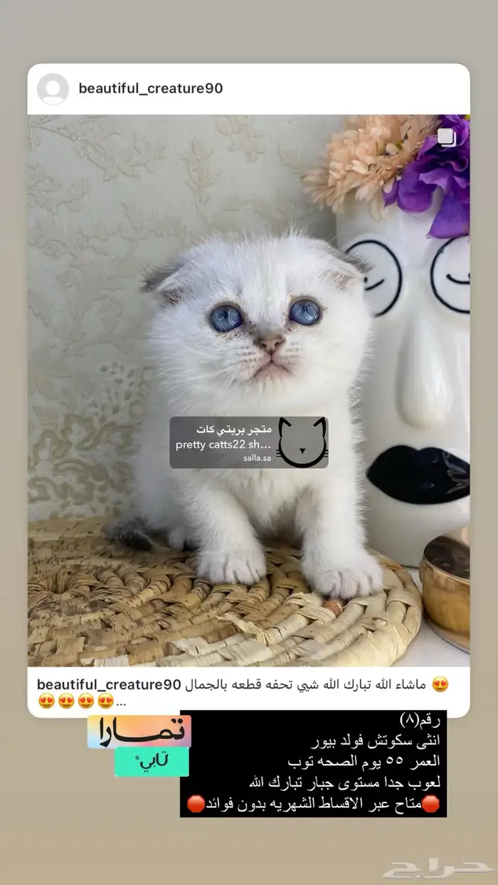 سكوتش ستريت قطط قطه قطوه قطو كيتن قط برتش cat 3