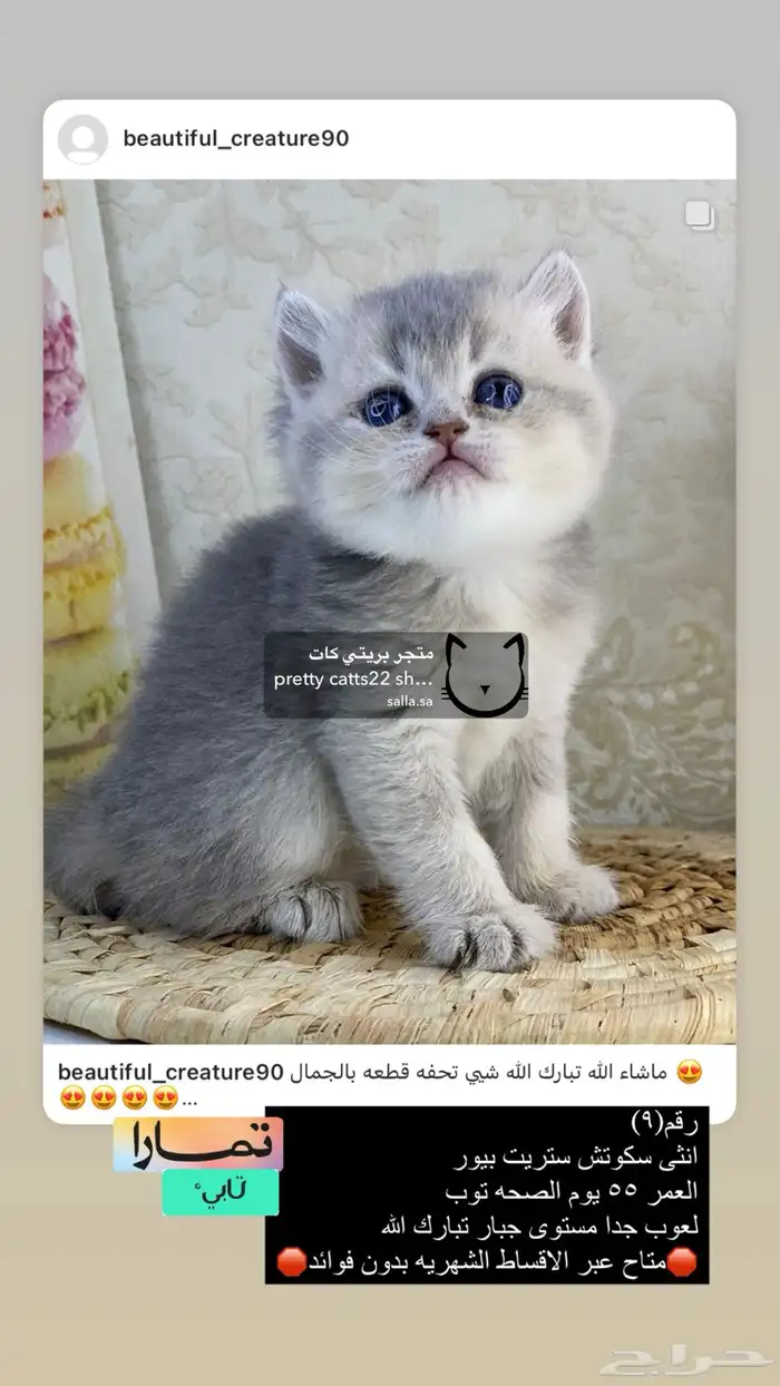 سكوتش ستريت قطط قطه قطوه قطو كيتن قط برتش cat 0