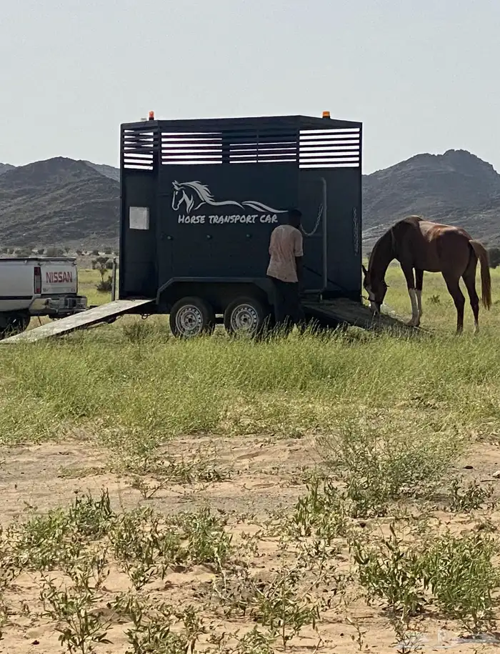 نقل و توصيل خيول بيشة 0