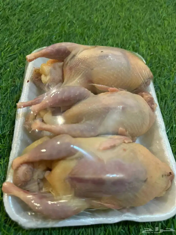سمان فري كميه جديده ذبح وتربيه 0