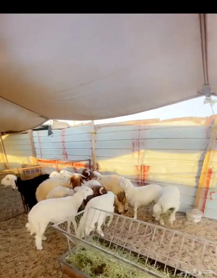ذبائح بتقسيط 4 دفعات 3