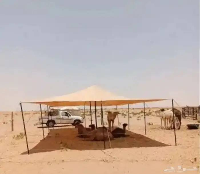 مضلات الحلال 3