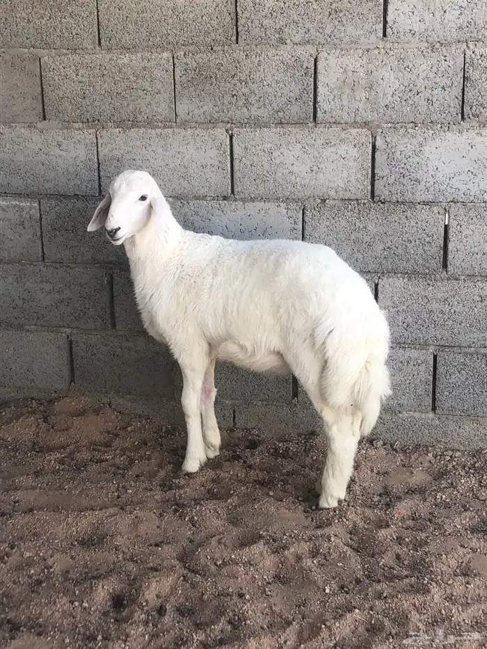 طلي حري خروف (تم البيع ) 0