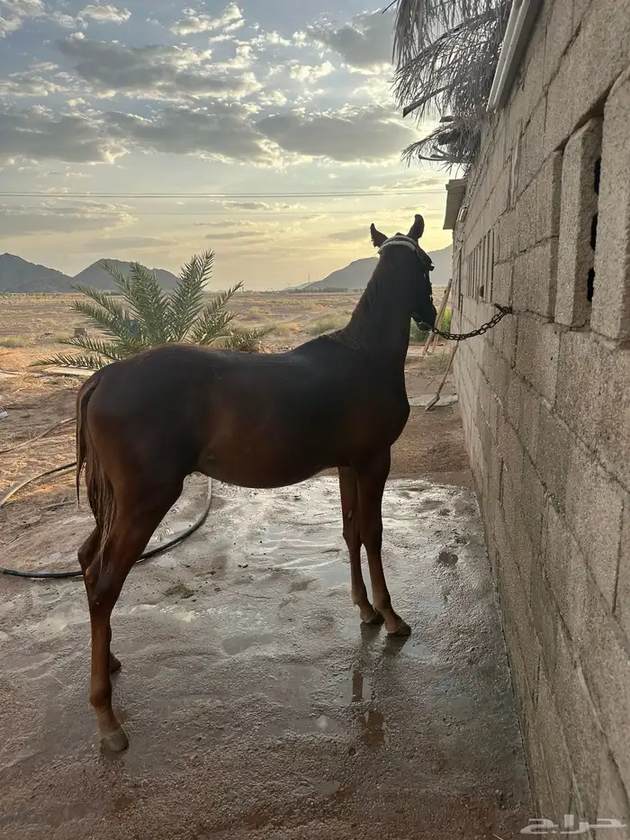 مهر شعبي عمر سنتين 4