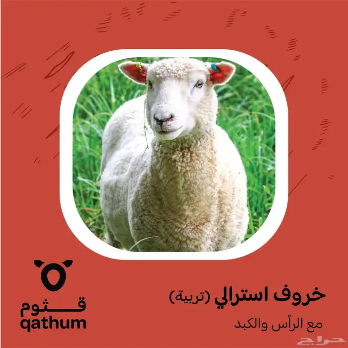 ذبائح نعيمي وتيوس وسواكني جذع ولباني وحاشي وعجل 3