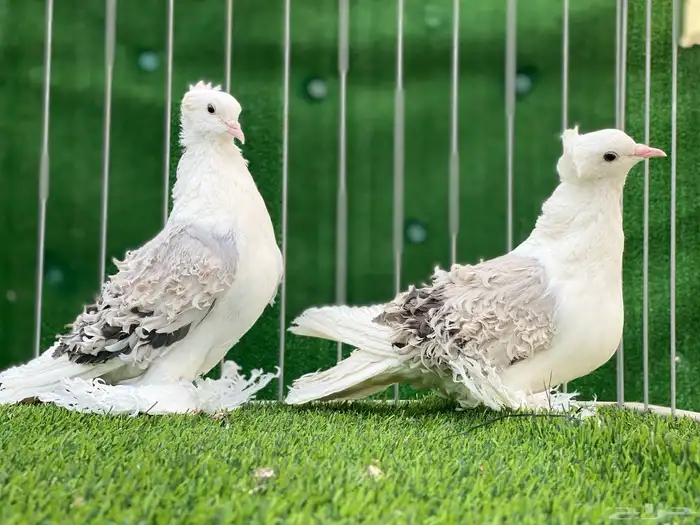 حمام مفتل ( تم البيع ) 0