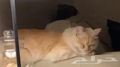 قطة أنثى أليفه للبيع بالسوم 0