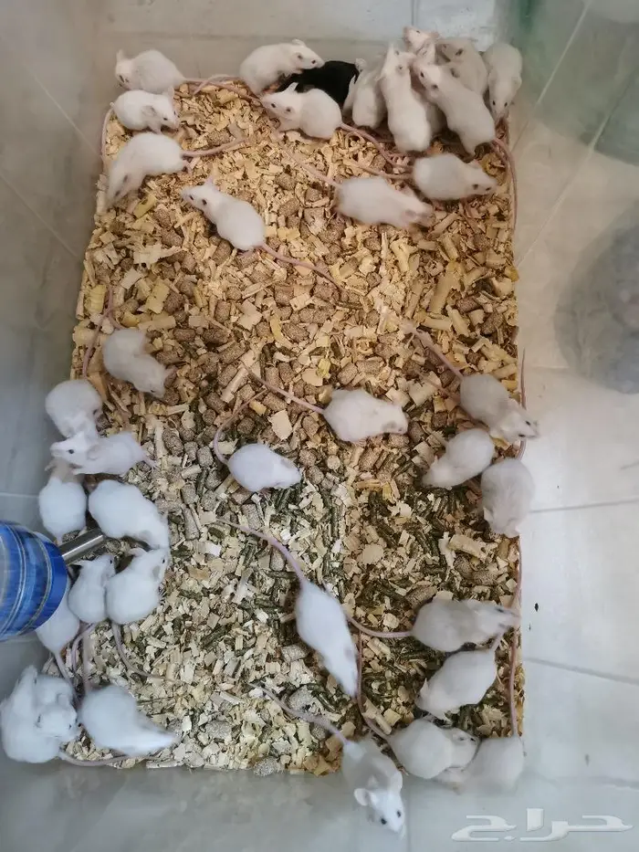 فئران تجارب 3 ريال 3