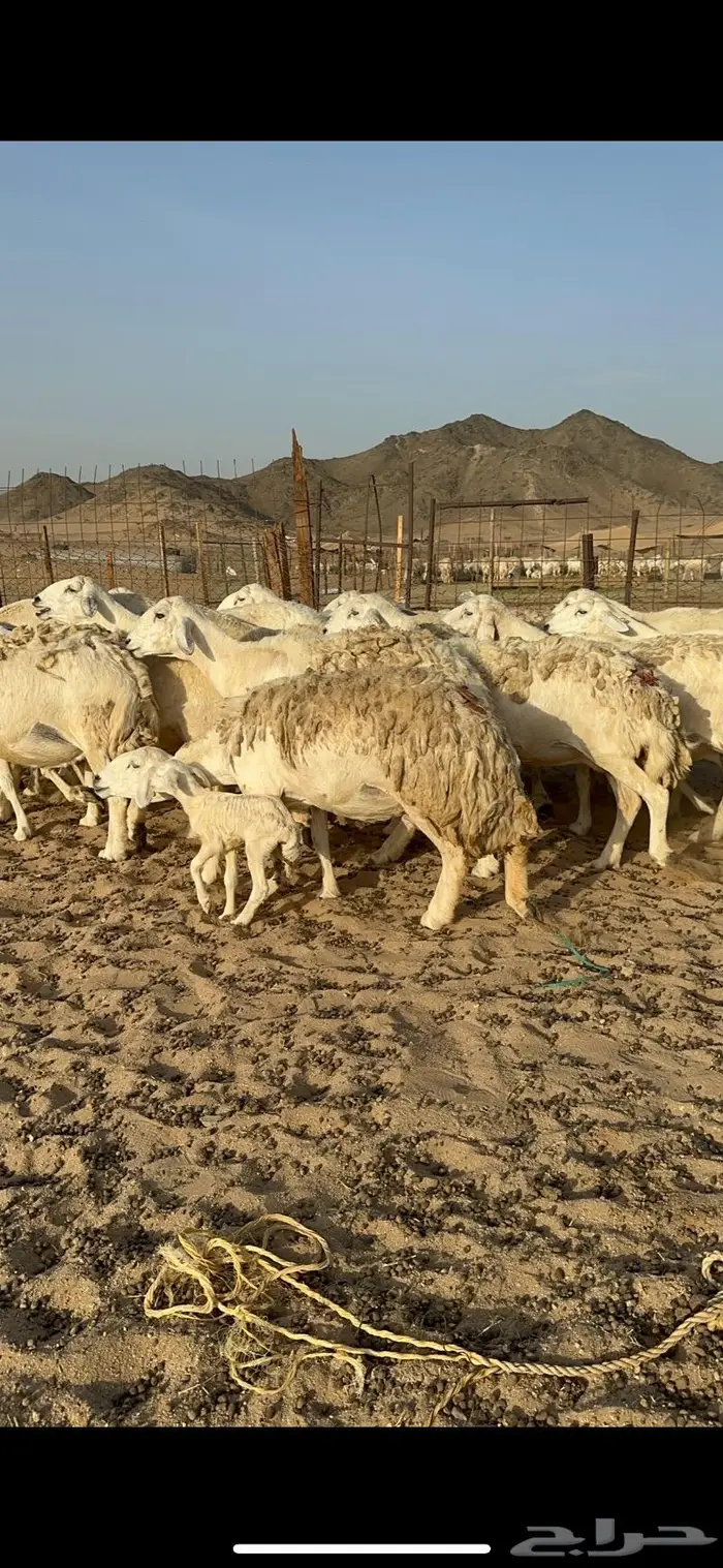 غنم حرية حررش صنف مراح واحد 57 تحتها 3 2