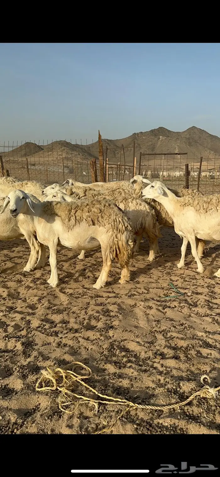 غنم حرية حررش صنف مراح واحد 57 تحتها 3 3