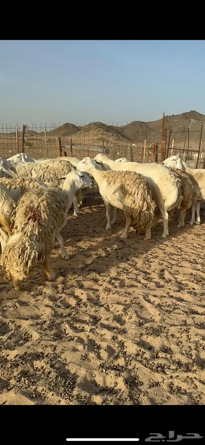 غنم حرية حررش صنف مراح واحد 57 تحتها 3 4