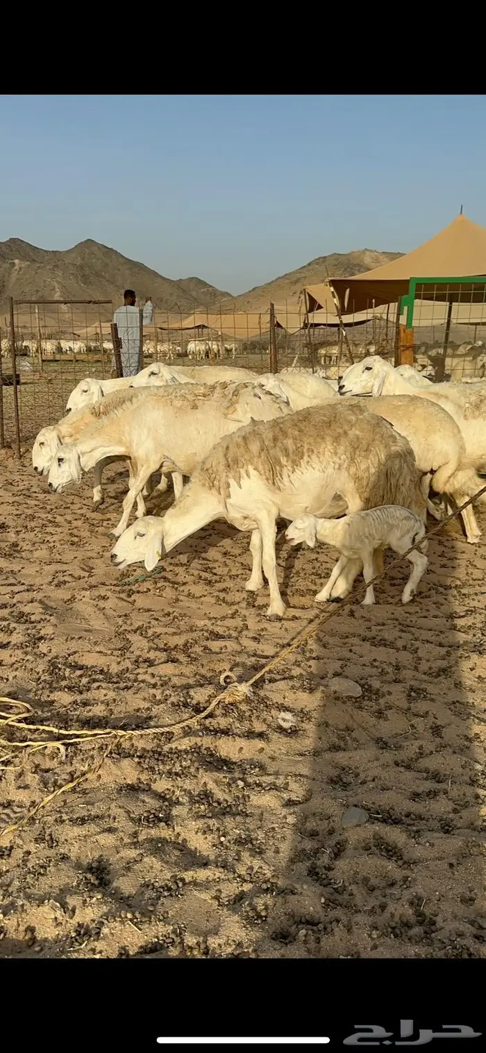 غنم حرية حررش صنف مراح واحد 57 تحتها 3 5