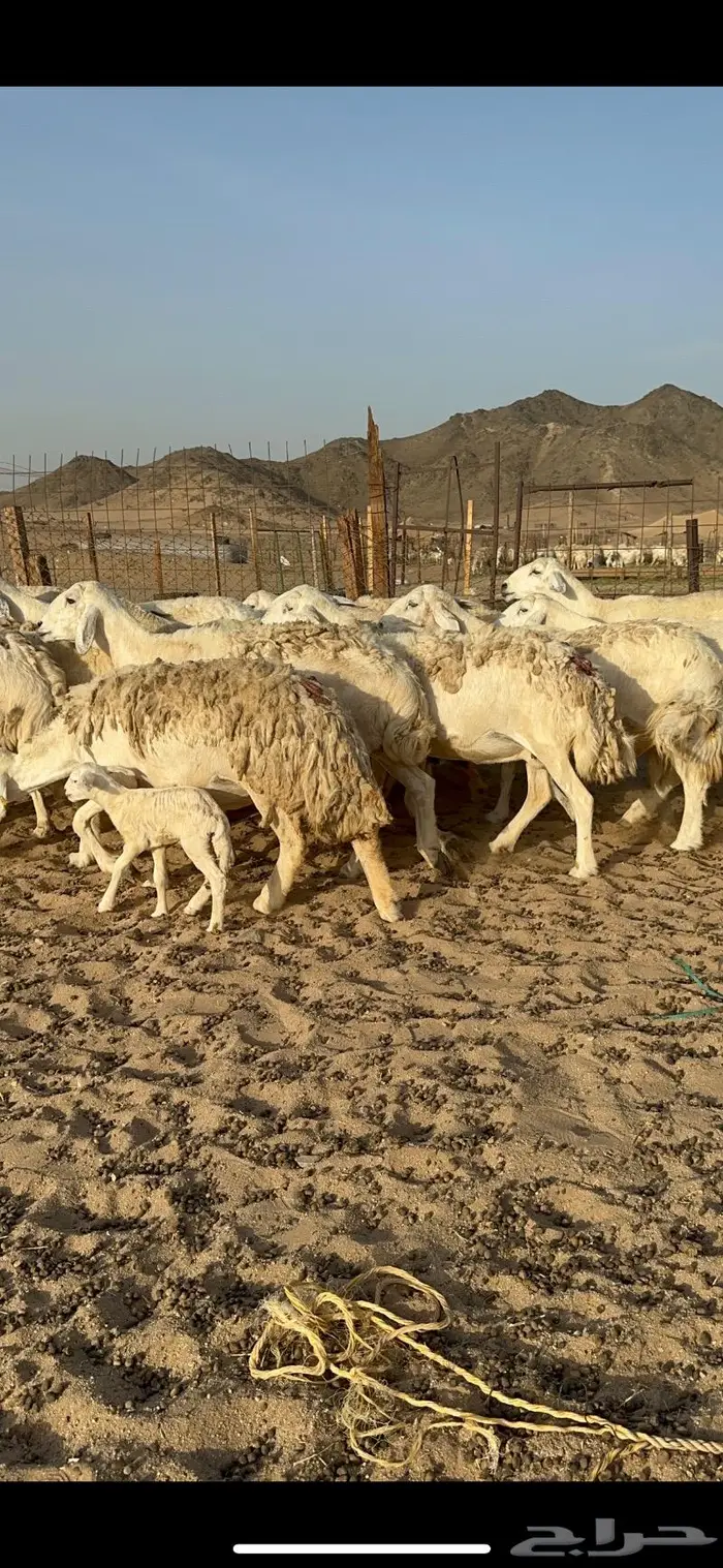 غنم حرية حررش صنف مراح واحد 57 تحتها 3 6