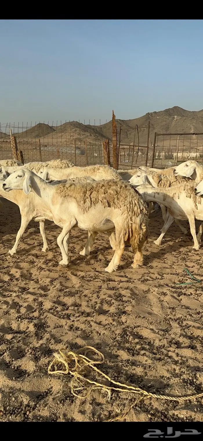 غنم حرية حررش صنف مراح واحد 57 تحتها 3 7