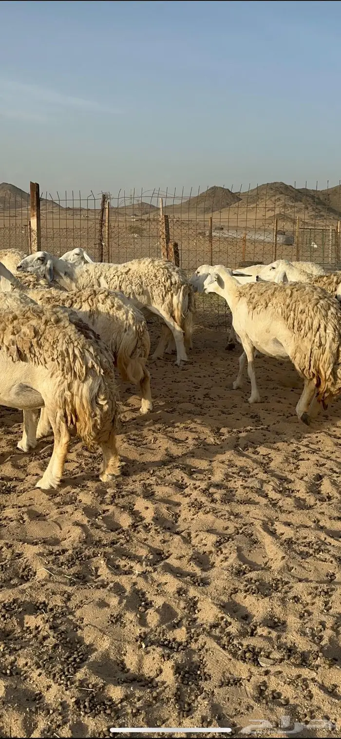 غنم حرية حررش صنف مراح واحد 57 تحتها 3 9