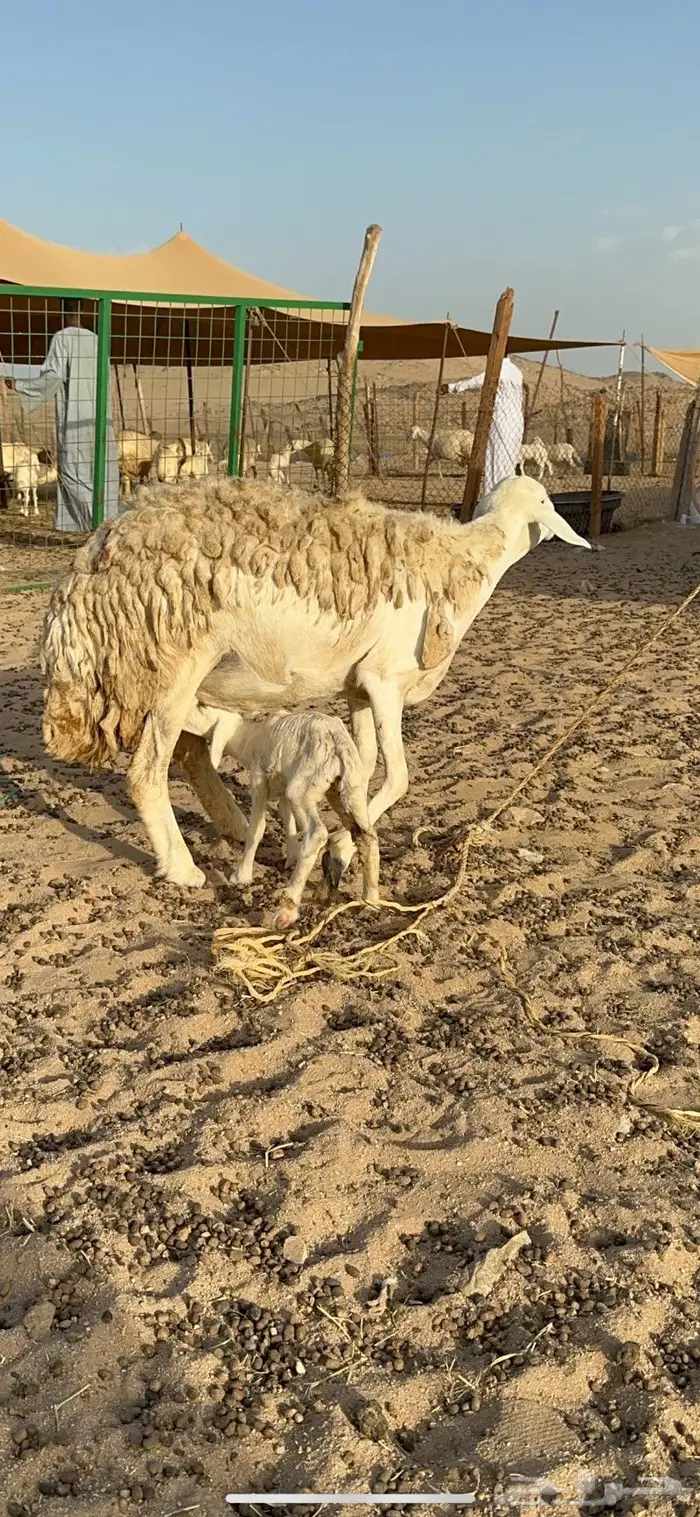 غنم حرية حررش صنف مراح واحد 57 تحتها 3 12