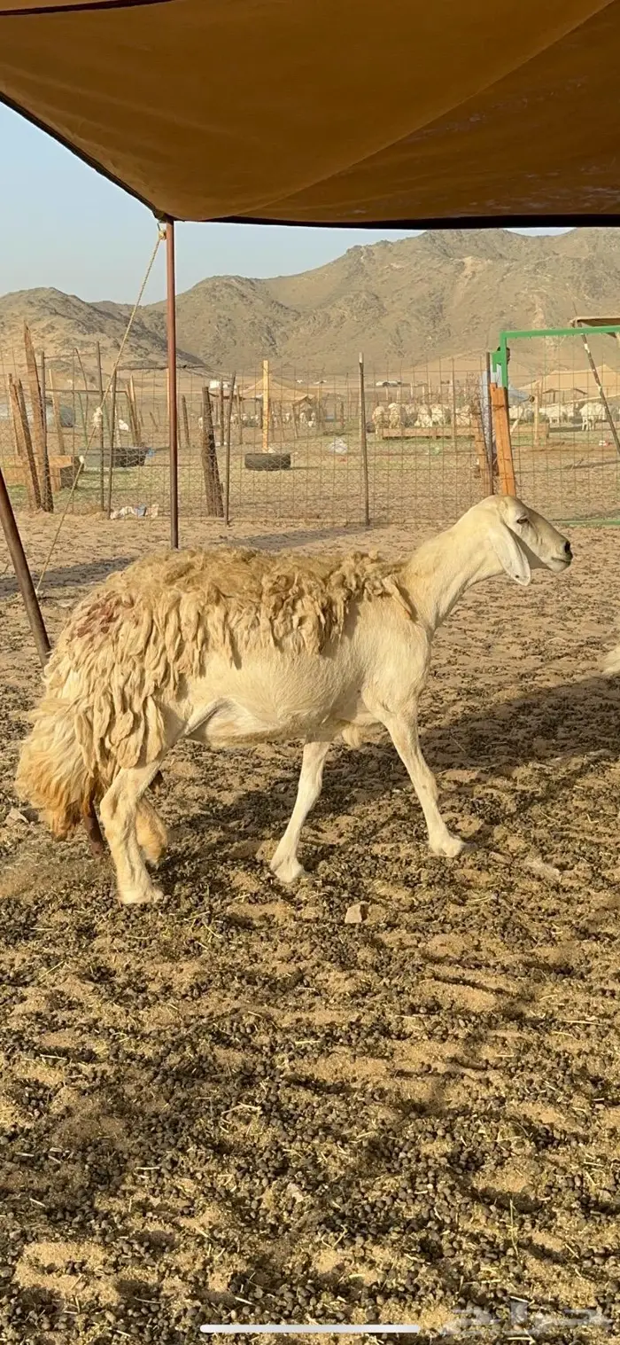 غنم حرية حررش صنف مراح واحد 57 تحتها 3 13