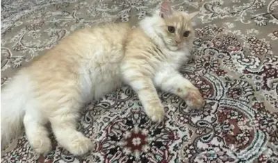قطة أنثى أليفه للبيع بالسوم 1