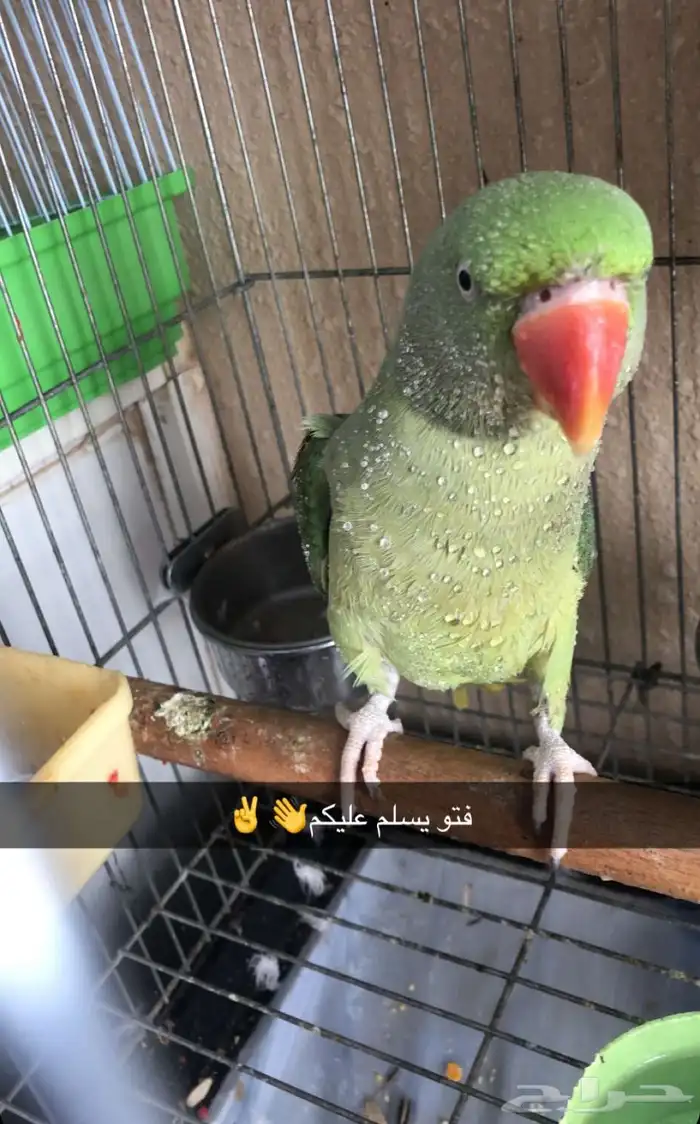 دره نيبالي متكلم. تم  البيع 0