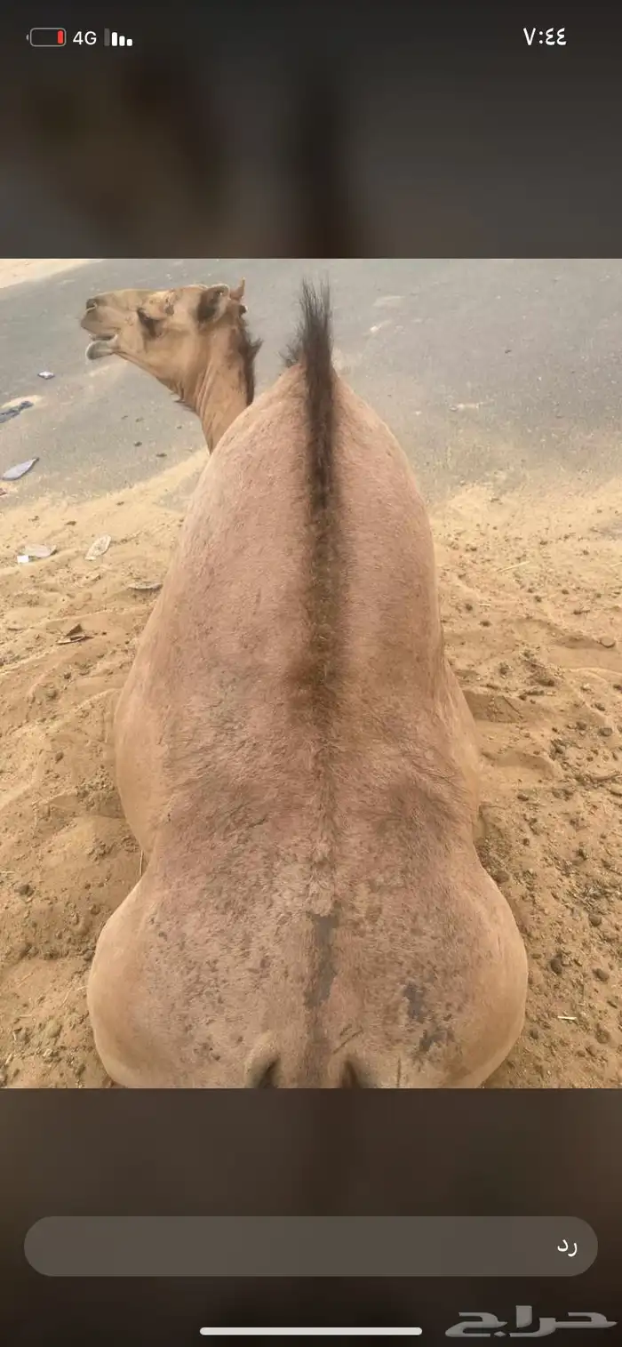للبيع القعدان الكفو للزوجات 1