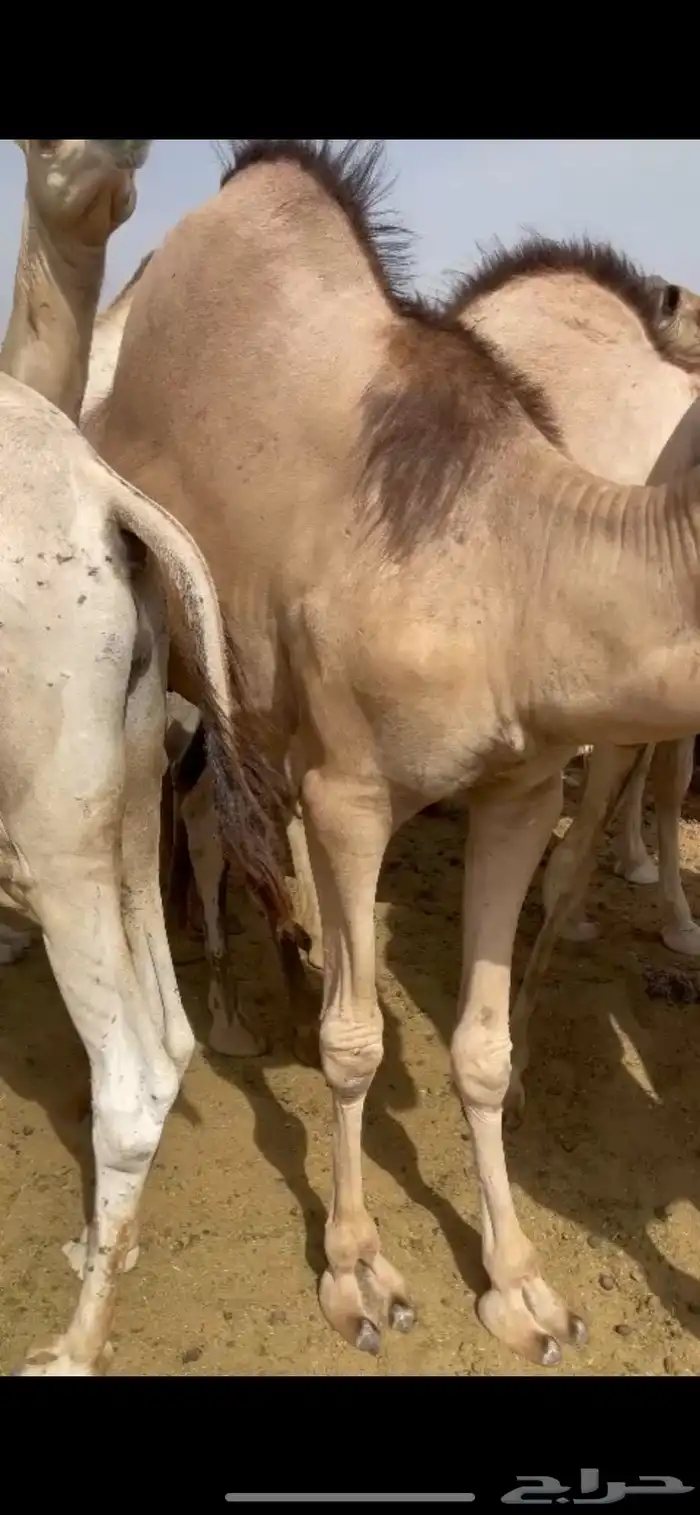 للبيع القعدان الكفو للزوجات 3