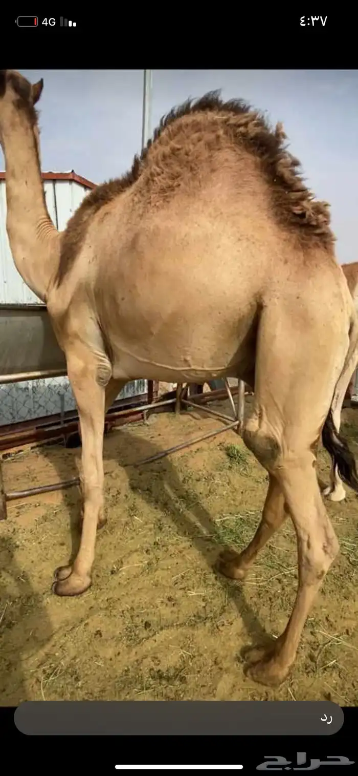للبيع القعدان الكفو للزوجات 4