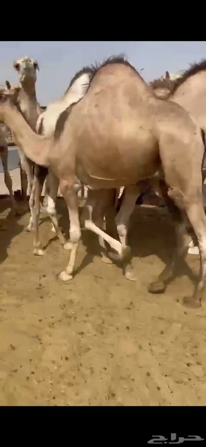 للبيع القعدان الكفو للزوجات 2