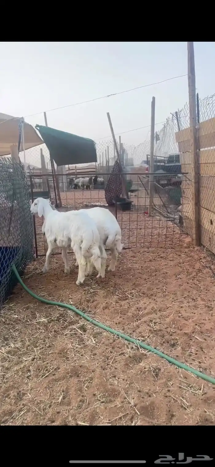 حري للبيع كلش خروف 3