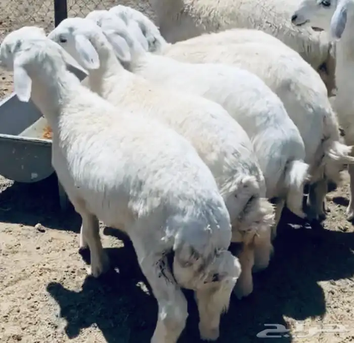 ذبائح بتقسيط 4 دفعات 9