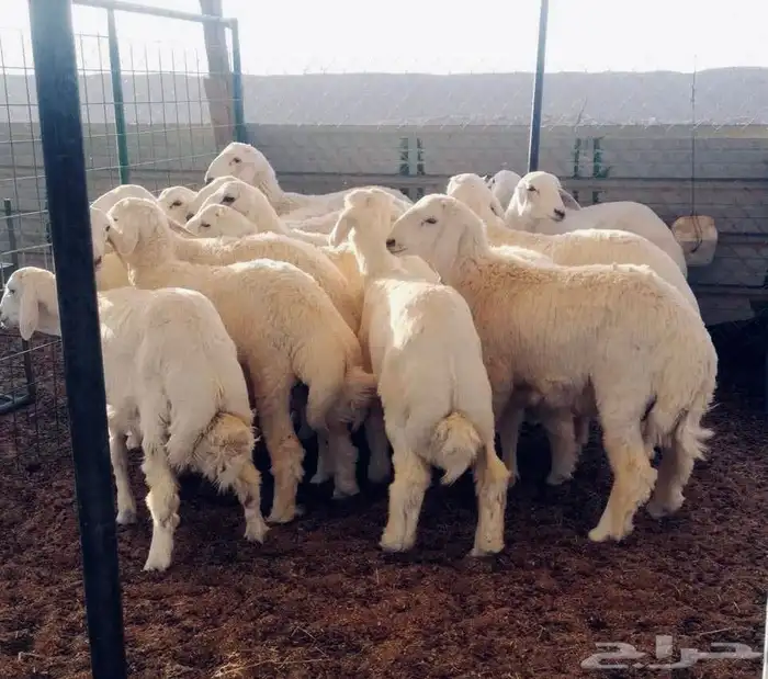 ذبائح بتقسيط 4 دفعات 10