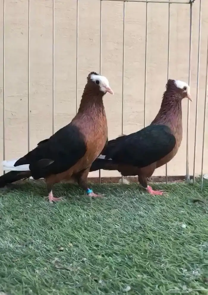 حمام زينه مشكل 8