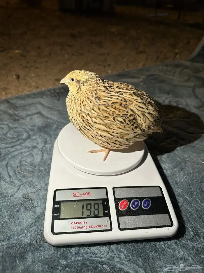 سمان فري مريعي سوبر جامبو 0