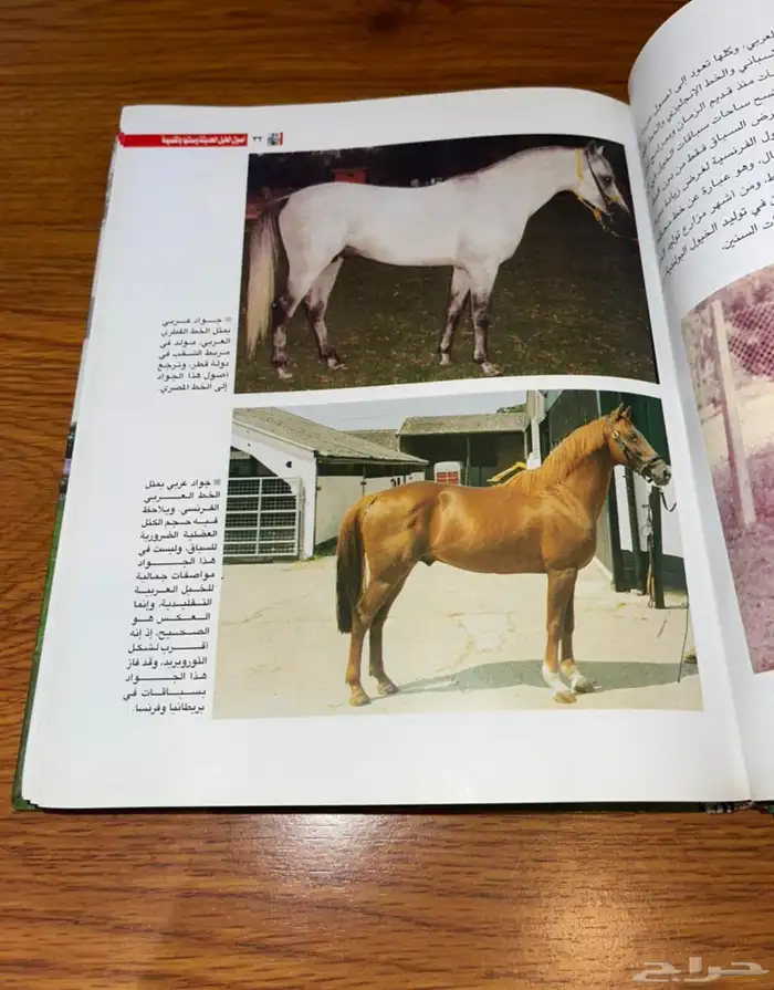 عدد 3 كتب عن الخيل 12